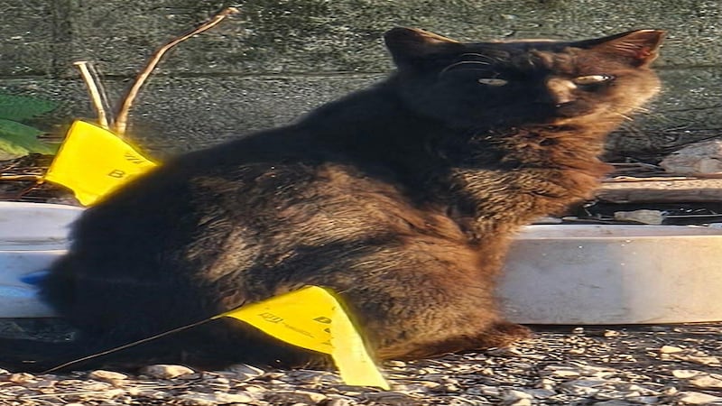 La Salle County Sheriff encourages trap-and-release for feral cats