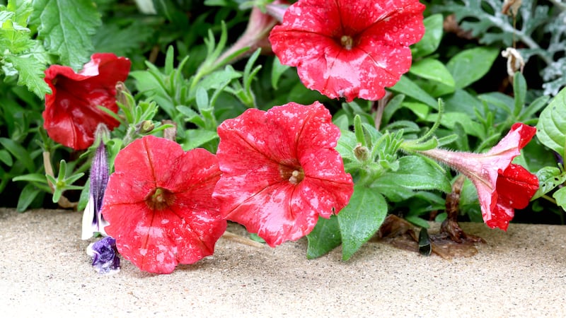 Downtown Sycamore planters sponsored by Nancy Marchiando Memorial Fund