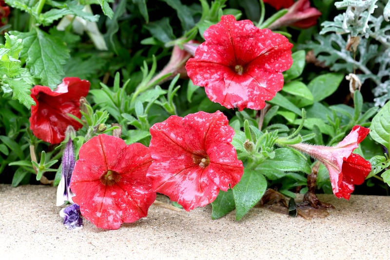 Some of the flowers Wednesday, June 17, 2026, in the planter at the intersection of West State Street and Somonauk Street in Sycamore.