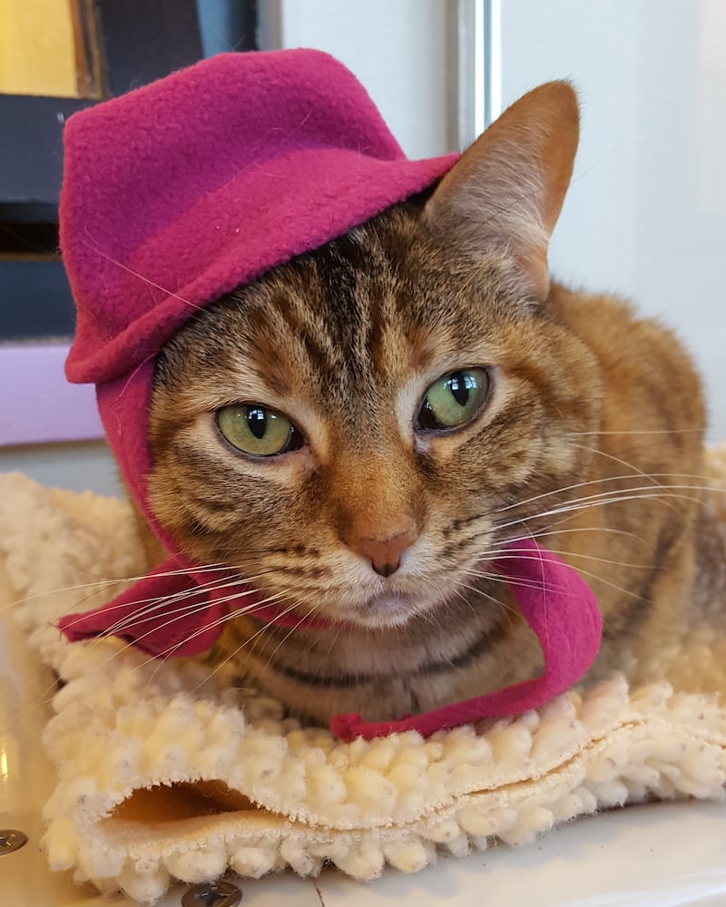 Melinda is Save-A-Pet's pet of the week for April 16, 2026.