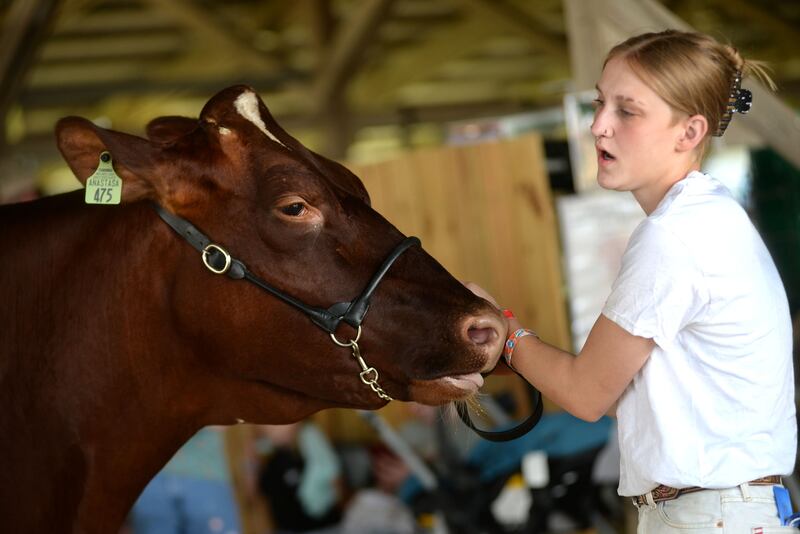 Anna Marquardt of Oregon leads her dairy cow Annastasia in the show ring at the Ogle County 4-H Fair on Thursday, July 31, 2025.