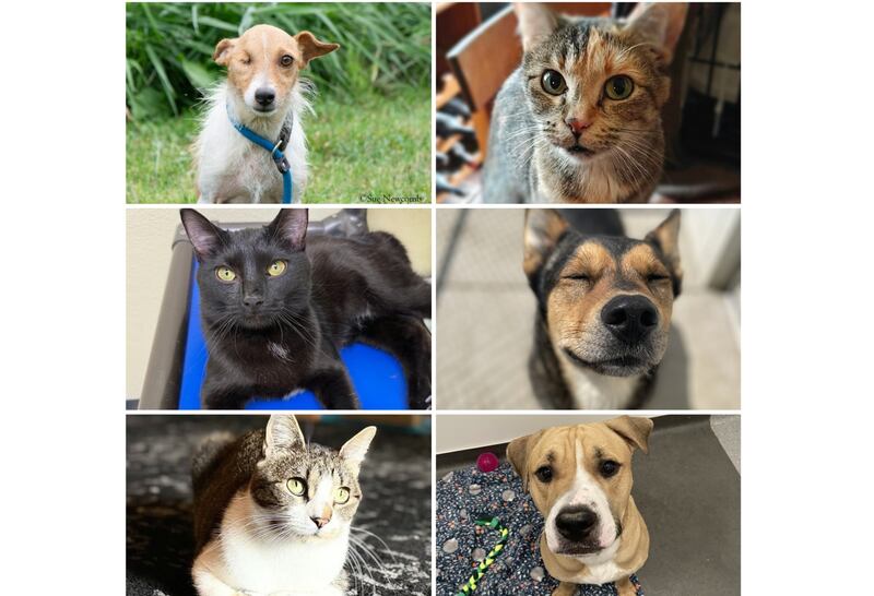 The Herald-News presents this week’s Pets of the Week. Read the description of each pet to find out about it, including where it can be adopted in Will County.