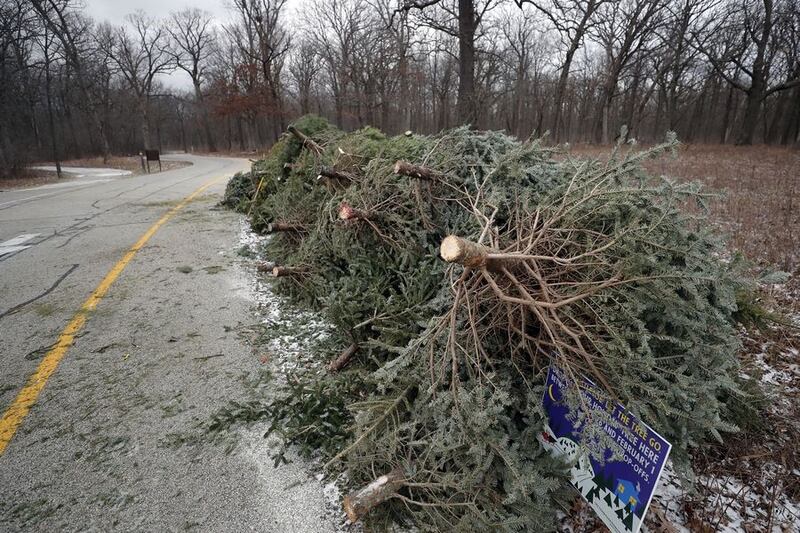 Used Christmas trees are collected at Old School Forest Preserve in Libertyville. The Lake County Forest Preserve District collects trees and chips them for trails and landscaping. Daily Herald file photo