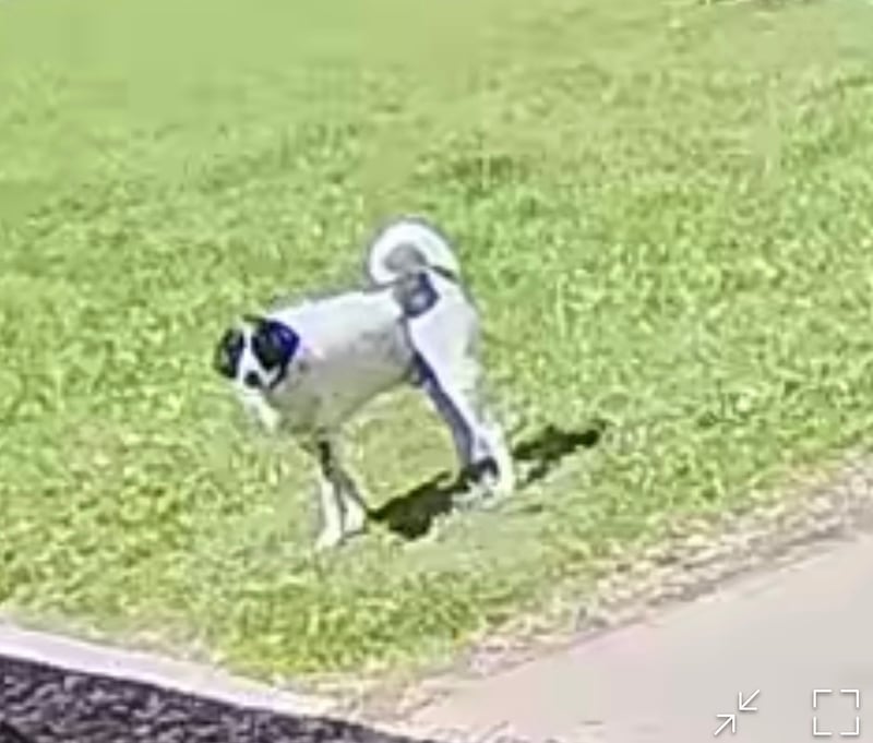 Migo, a 70-pound white Springer Spaniel with black patches, remains missing after last being seen near Ferris Lane on Tuesday evening.