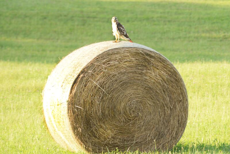 A red-tailed hawk sits on a round bale of hay between Erie and Prophetstown on Friday, July 18, 2025. The young hawk was looking for supper from his perch above an open field.