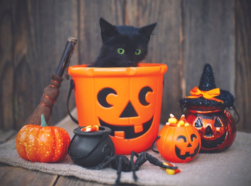 Fall is a season of tradition and
togetherness. With a little preparation,
you can keep your pets safe while
including them in the fun. From
pumpkin-themed enrichment games
to cuddle sessions by the fire, October
offers plenty of opportunities to
strengthen the bond between you and
your pets.