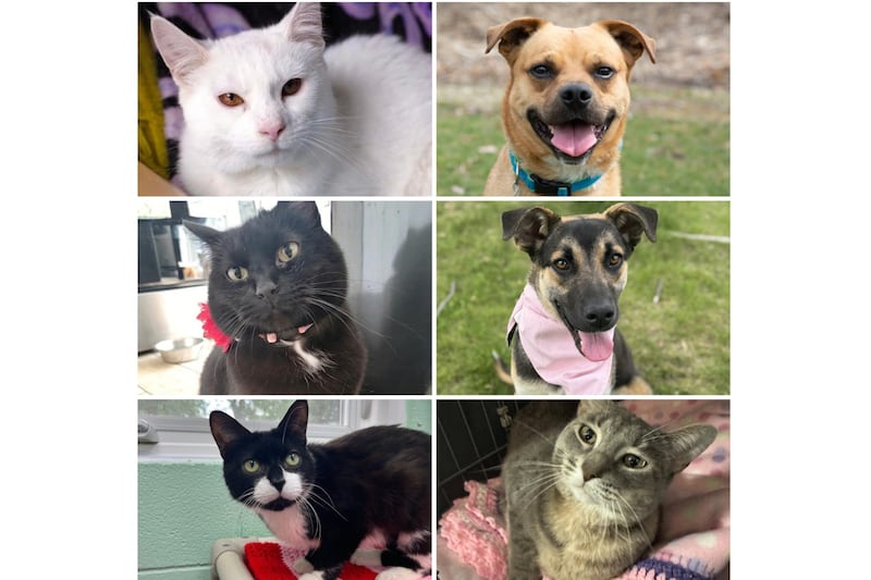The Herald-News presents this week’s Pets of the Week. Read the description of each pet to find out about it, including where it can be adopted in Will County.