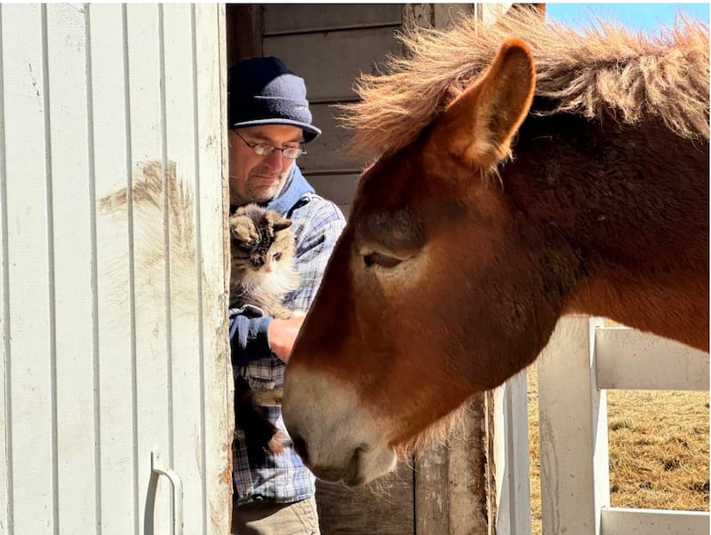 Brian Leber, owner-farmer of Bray Grove Farm, with one of the draft mules used to till the soil and tend the farm.