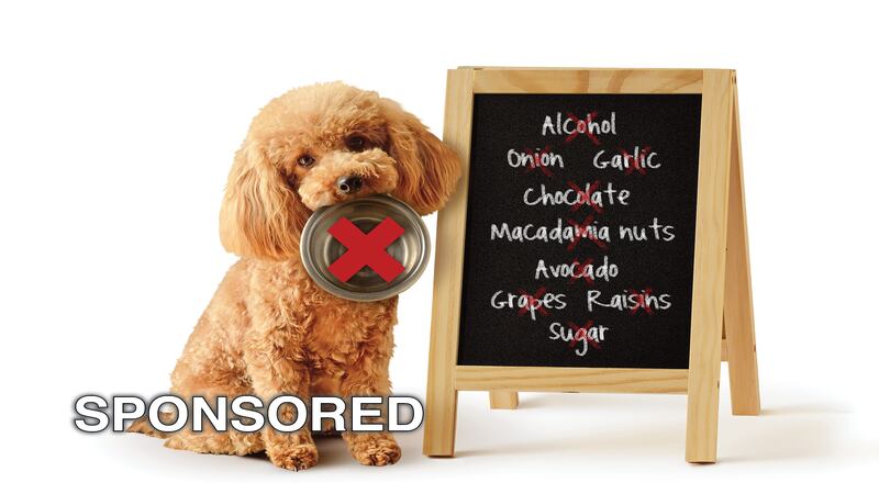 March Is Pet Poison Awareness Month: Protect Your Pets from Hidden Dangers