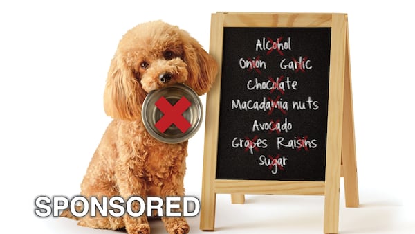 March Is Pet Poison Awareness Month: Protect Your Pets from Hidden Dangers