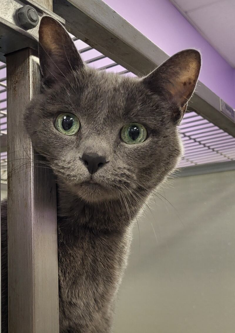 Callista is Save-A-Pet's pet of the week for Dec. 25, 2025.