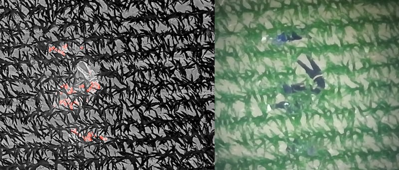 Images from a drone show teens allegedly who stoled a vehicle hiding in a cornfield in Pembroke Township early Monday morning.