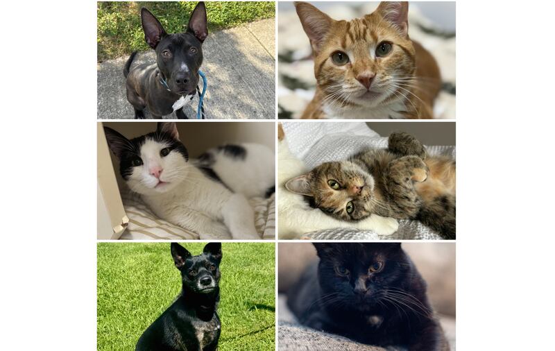 The Herald-News presents this week’s Pets of the Week. Read the description of each pet to learn about it, including where it can be adopted in Will County.