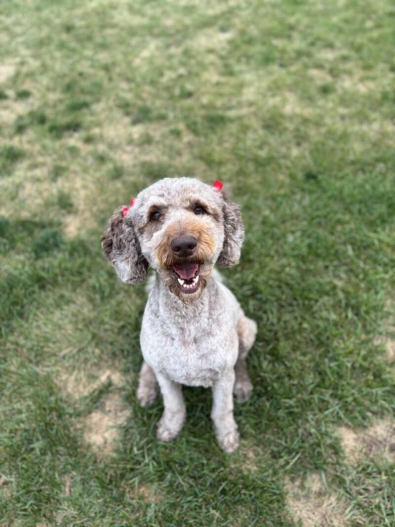 Mahogany Pet of the Weekend