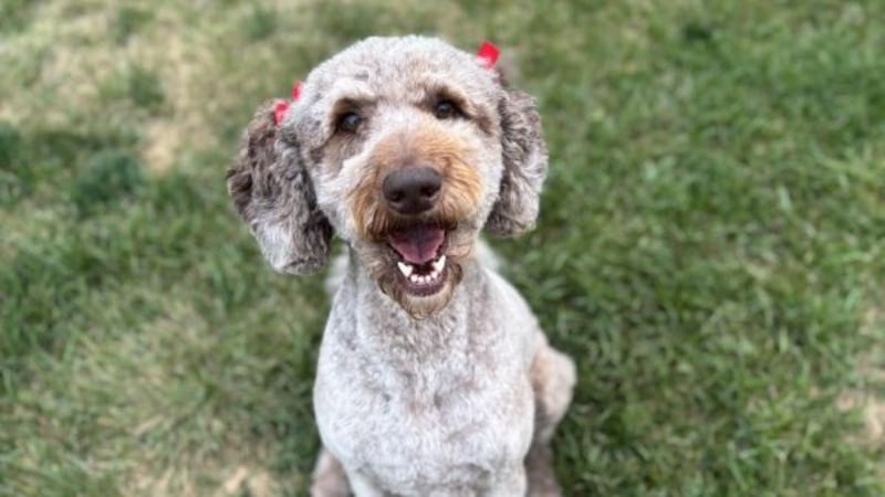 Pet of the Weekend: Feb. 5, 2025