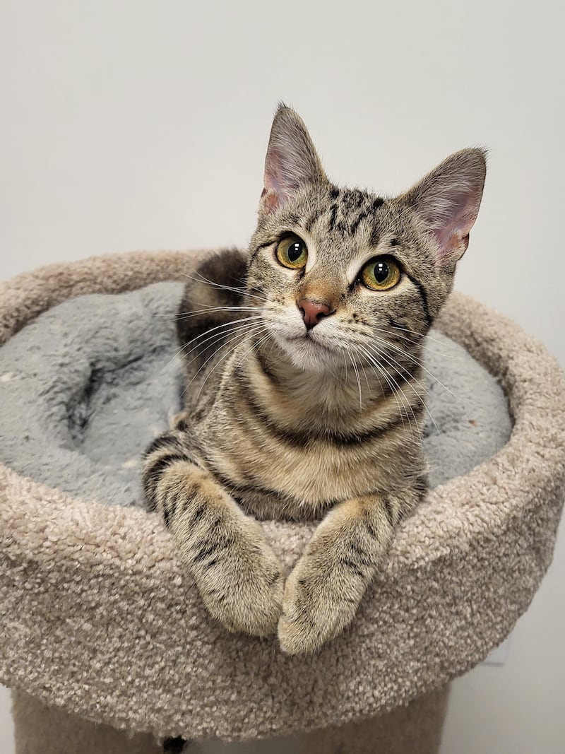 Paw Paw is Save-A-Pet's pet of the week for May 29, 2025