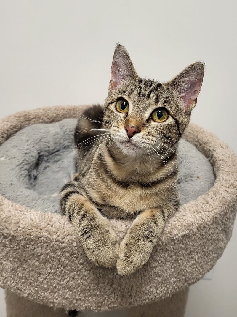 Paw Paw is Save-A-Pet's pet of the week for May 29, 2025