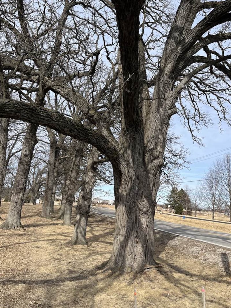 Resident Ken Mozingo said one of the oak trees possibly facing demolition along Blackberry Oaks Golf Course is a "225-year-old Bur Oak."