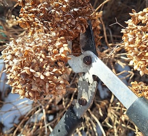 Tree pruning workshops in Grundy, Kankakee, Will counties