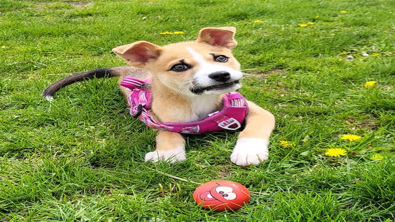 Young bundle of energy seeks forever family for lifetime of fun