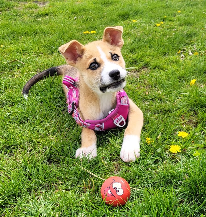 Ears is Save-A-Pet's pet of the week for May 21, 2026.
