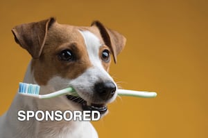 Why Pet Dental Health Month Matters for Your Dog’s Overall Wellbeing