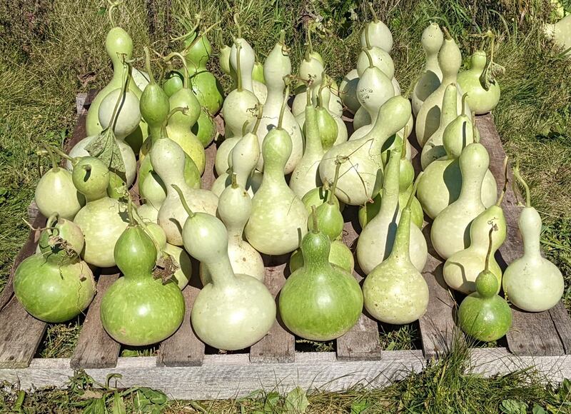Jen's Sunshine Farm is another new participant. They grow birdhouse gourds on their farm.