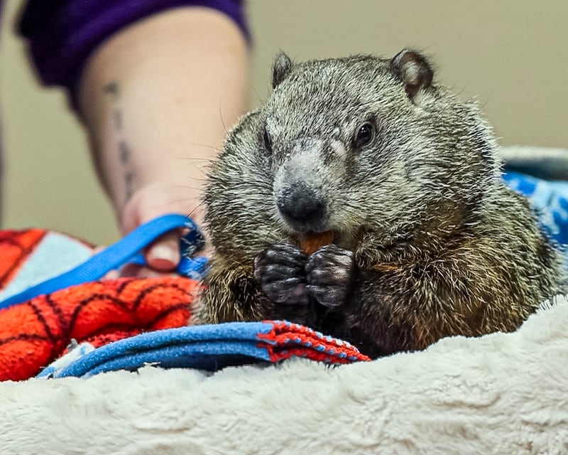 Wanda the groundhog holds almond in paws as she chews on Sunday, Feb. 1, 2026 at Starved Rock Visitors Center in Oglesby.