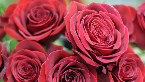 Rochelle Lions Rose Day is April 25