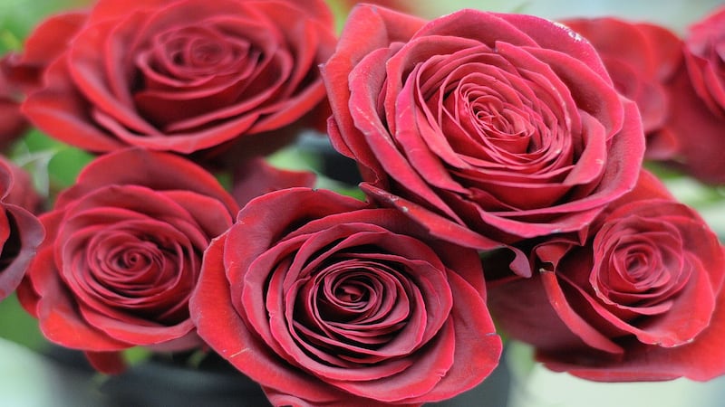 Rochelle Lions Rose Day is April 25