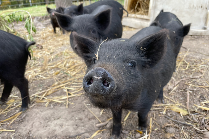 American Guinea Hogs will greet you at the 12-acre homestead, Happily Homegrown.