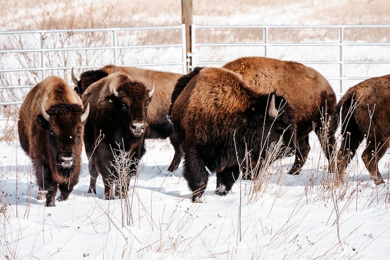 American bison acclimate to their new environment at Burlington Prairie Forest Preserve in Sycamore on Dec. 5, 2025.