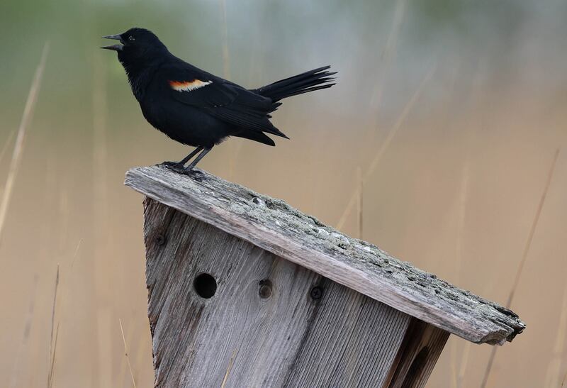 A red-winged blackbird sits atop a nesting box Friday, May 2, 2025, at Shabbona Lake State Park in Shabbona. Many birds have already laid their eggs and some have hatched already this spring.