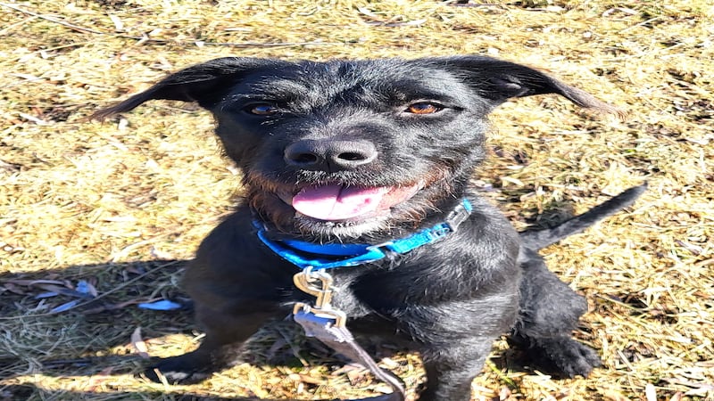 Spunky young dog ready to jump through hoops for forever family