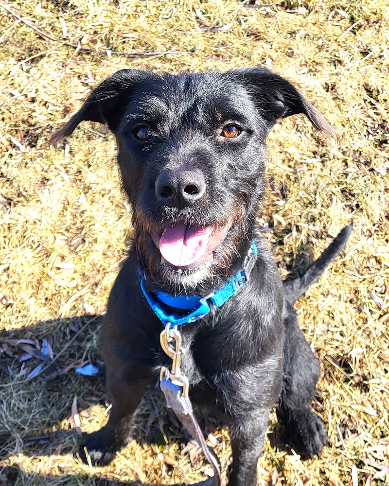 Raina is Save-A-Pet's pet of the week for March 12, 2026.