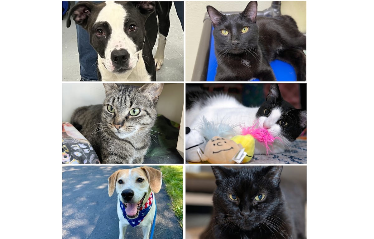 Will County Pets of the Week: Feb. 9, 2026 - Shaw Local