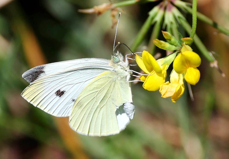 A small cabbage white butterfly rests on a bird's foot trefoil flower Friday, July 5, 2024, at Shabbona Lake State Recreation Area in Shabbona Township.