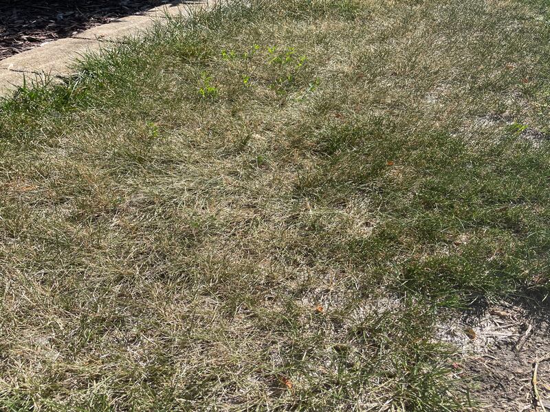 Over the past 90 days, April 1 through June 29, 2025, the entire northern half of the state has registered less than 10 inches of precipitation, according to the Illinois State Climatologist.