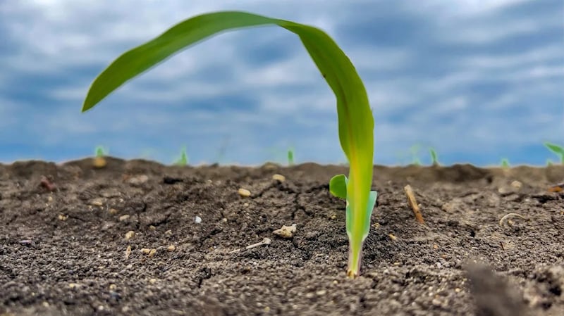 Countries exposed to instability in the Persian Gulf account for nearly half of globally traded urea exports and roughly 30% of ammonia exports. Because these products are essential for crop production, disruptions in the region can influence fertilizer availability and prices well beyond the Middle East.