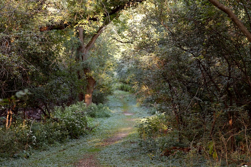 A path through McHenry's Cold Springs Park on Monday, Sept. 15, 2025. The city hopes to use state matching grant funding to upgrade the long-underused park.