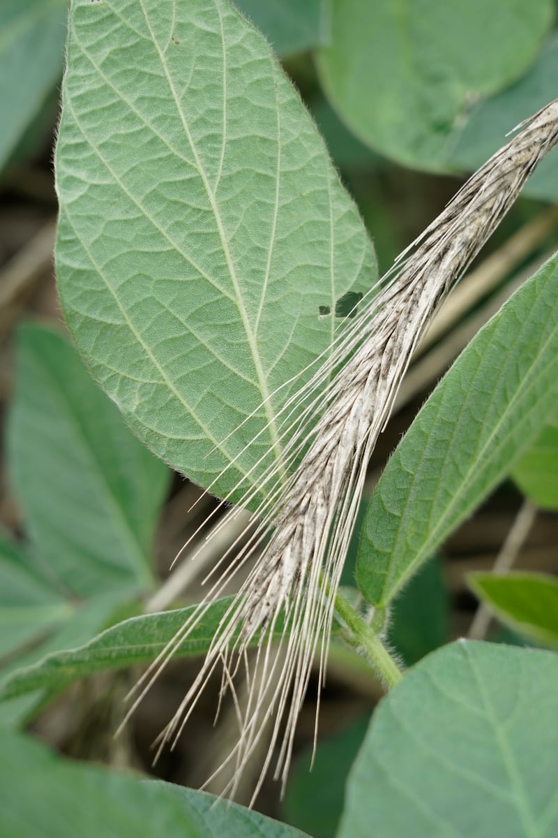Stalks of cereal rye used as a cover crop for soybeans can naturally suppress weeds, by blocking sunlight and preventing germinating weeds from getting the light they need.