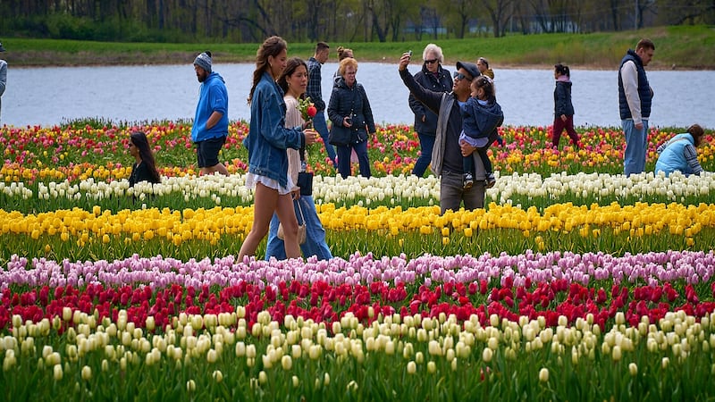 Richardson Farm Tulip Fest expected to open in late April