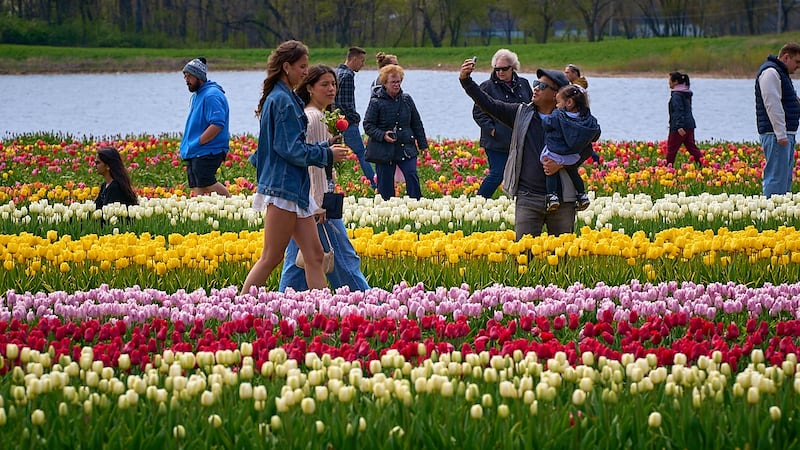 Richardson Farm Tulip Fest expected to open in late April