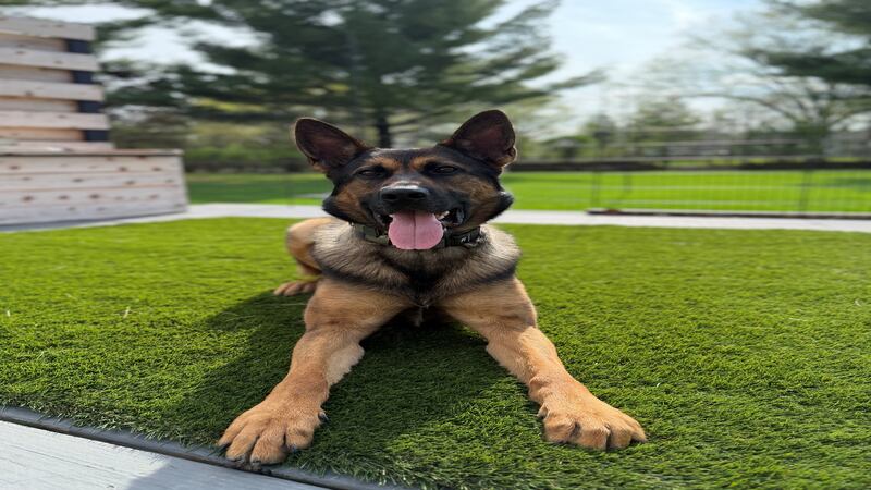 Lake County Sheriff’s K-9 Zack to get donation of body armor