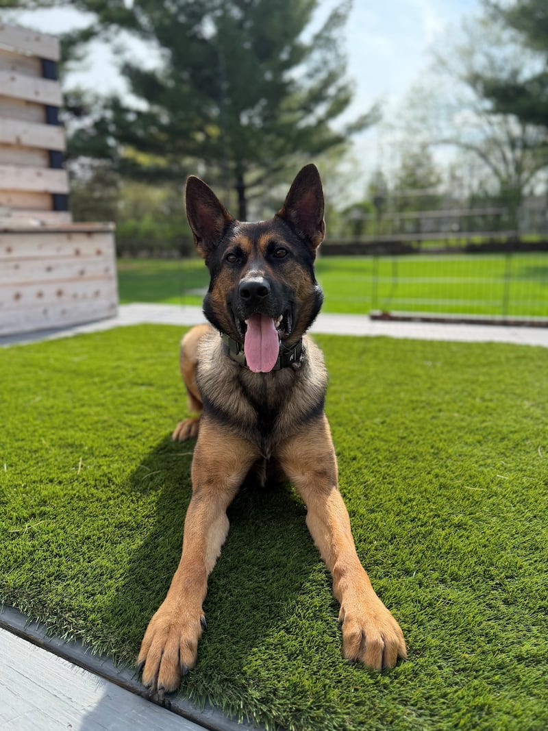 K9 Zack, the Lake County Sheriff’s Office explosive/firearm detection K9, will receive a bullet and stab protective vest thanks to a charitable donation from nonprofit organization Vested Interest in K9s Inc.