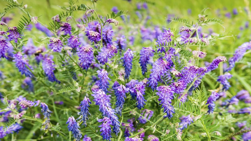 University of Illinois Extension hosts garden planning workshop April 17