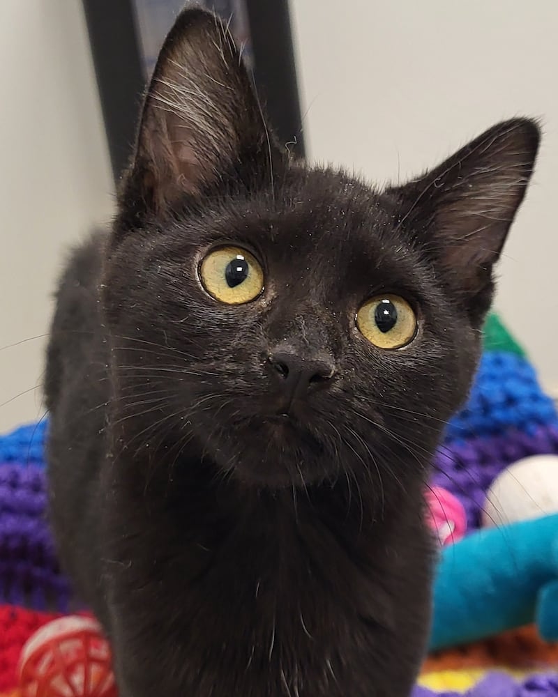 Dolores is Save-A-Pet's pet of the week for March 19, 2026.