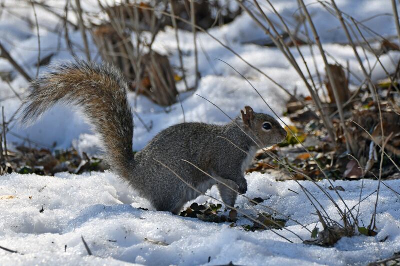 Bundle up and join a Life in Winter program offered by the Forest Preserve District of Will County on Dec. 23, 2025. Learn which plants and wildlife are thriving despite the cold.