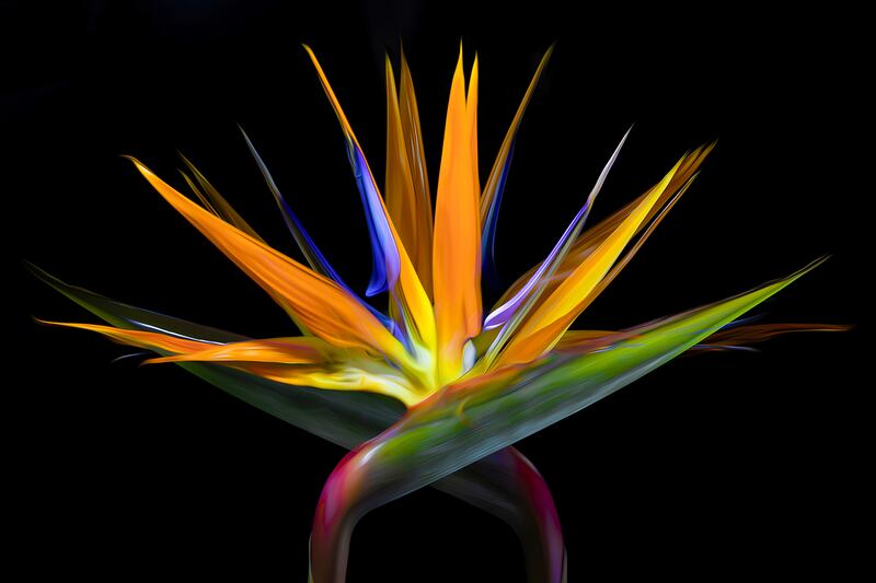 Bird of Paradise Shadow is part of Craig Broderick's flower photography to be featured at the 23rd annual Geneva Arts Fair is from 10 a.m. to 5 p.m. Saturday and Sunday, July 26 and 27 on Third Street.