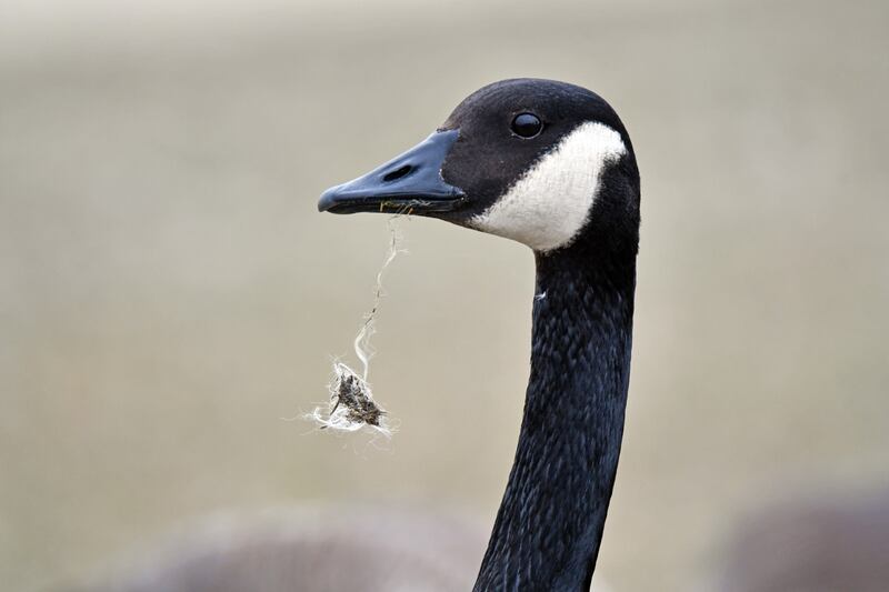 A Canada goose at Whalon Lake has fishing line in its mouth, which could injure or kill it. The Forest Preserve District of Will County is once again urging anglers to properly dispose of their fishing line, so wildlife isn’t harmed.
